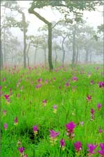 �ط�ҹ��觪ҵԻ���Թ���